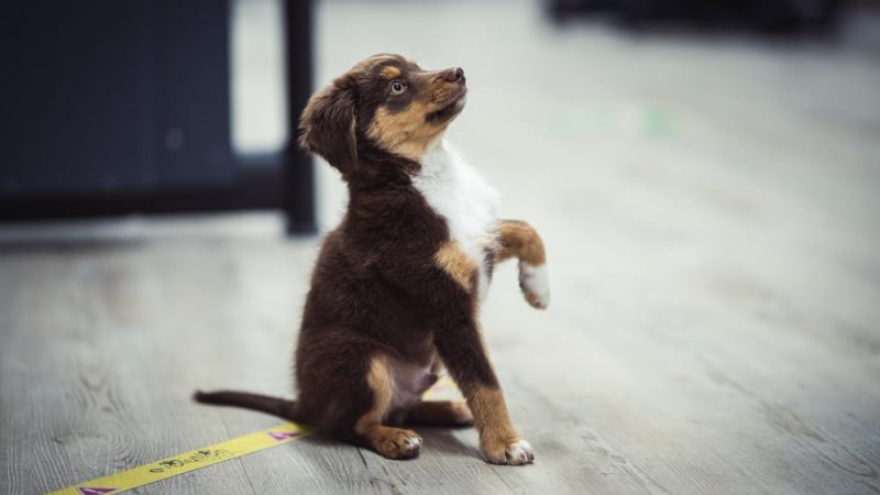 Ízületi betegségek kutyáknál: tünetek, okok, diagnózis, kezelés és természetes megoldások