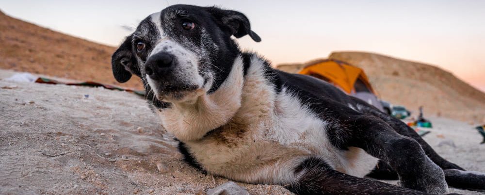 Ízületi betegségek kutyáknál - a kor előrehaladtával ezek csak sokasodnak.