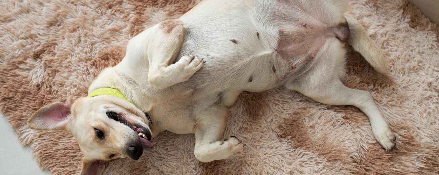 Probiotikumok és emésztés kutyáknál - Egy kutya hanyatt fekve pihen a szőnyegen, egészséges emésztéssel