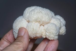 Süngomba (Hericium erinaceus) kézben tartva – friss lion’s mane gyógygomba kutyák természetes egészségtámogatásához