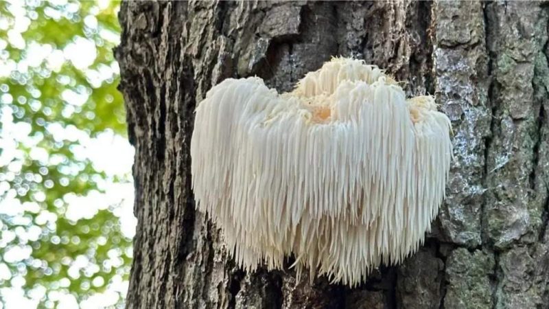 Süngomba (Hericium erinaceus) fa törzsén – természetes gyógygomba kutyák egészségének támogatásához
