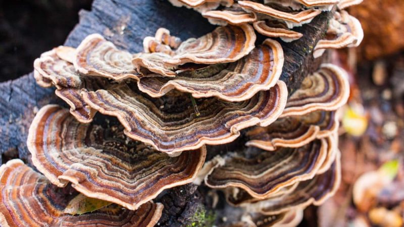 Gyógygomba kutyáknak és ami a fontos velük kapcsolatban.